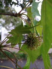 Liquidambar styraciflua