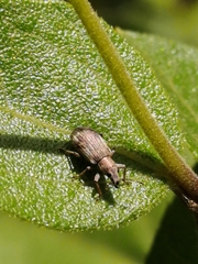 Polydrusus nothofagi