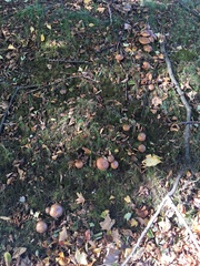 Phlegmacium balteatocumatile