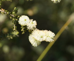 Melaleuca squarrosa