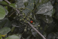 Trichilia havanensis