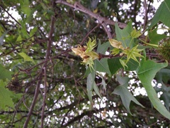 Liquidambar styraciflua