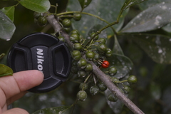 Trichilia havanensis