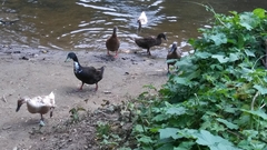 Anas platyrhynchos domesticus