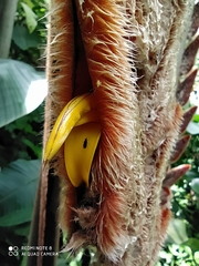 Heliconia vellerigera