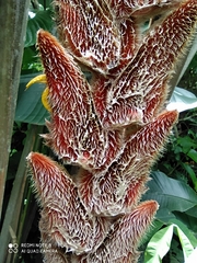 Heliconia vellerigera