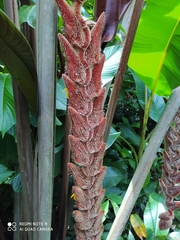 Heliconia vellerigera