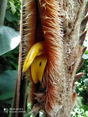 Heliconia vellerigera