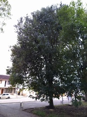 Liquidambar styraciflua