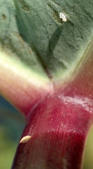 Tarophagus colocasiae