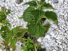Urtica australis