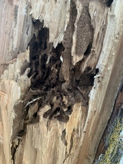 Dendroctonus