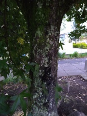 Liquidambar styraciflua