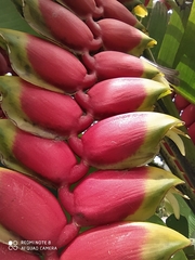 Heliconia