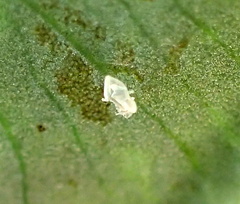 Tarophagus colocasiae