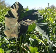 Tarophagus colocasiae