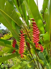 Heliconia