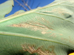 Tarophagus colocasiae