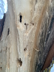 Dendroctonus