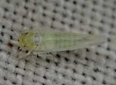 Zygina nivea