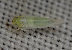 Zygina nivea
