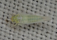 Zygina nivea