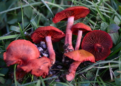 Cortinarius sierraensis