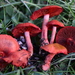 Dermocybe - Photo (c) Damon Tighe, some rights reserved (CC BY-NC), uploaded by Damon Tighe