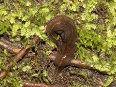 Australopacifica mariae