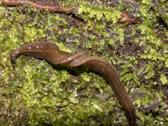 Australopacifica mariae