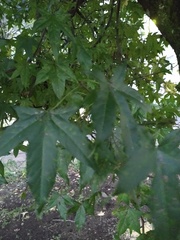Liquidambar styraciflua