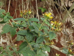 Calea sessiliflora