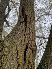 Dendroctonus
