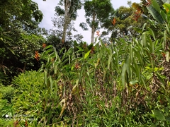 Heliconia