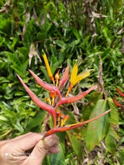 Heliconia