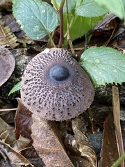 Macrolepiota pulchella