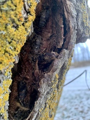 Dendroctonus