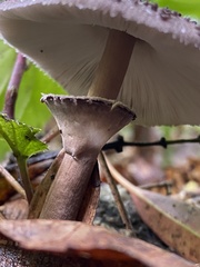 Macrolepiota pulchella