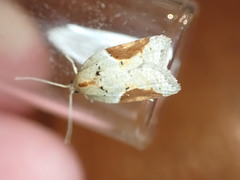 Acleris laterana