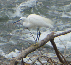 Egretta garzetta