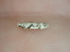 Caryocolum blandella
