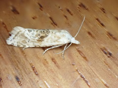Cochylimorpha straminea