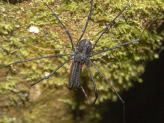 Forsteropsalis inconstans