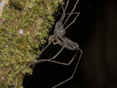 Forsteropsalis inconstans