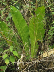Anthurium caucavallense