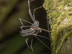 Forsteropsalis inconstans