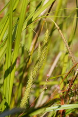 Carex fascicularis