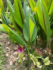 Curcuma zedoaria