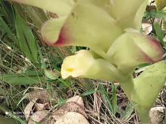 Curcuma zedoaria