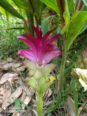 Curcuma zedoaria